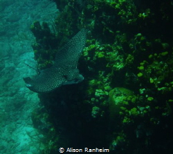 Enormous Spotted Eagle Ray! by Alison Ranheim 